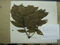 Herbarium sample